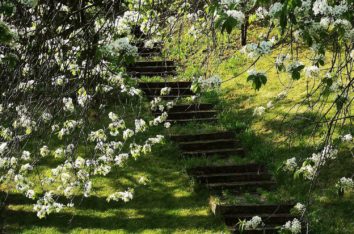 k10-Wild-Cherry-Blossoms-in-Zlin,-Czech-Republic